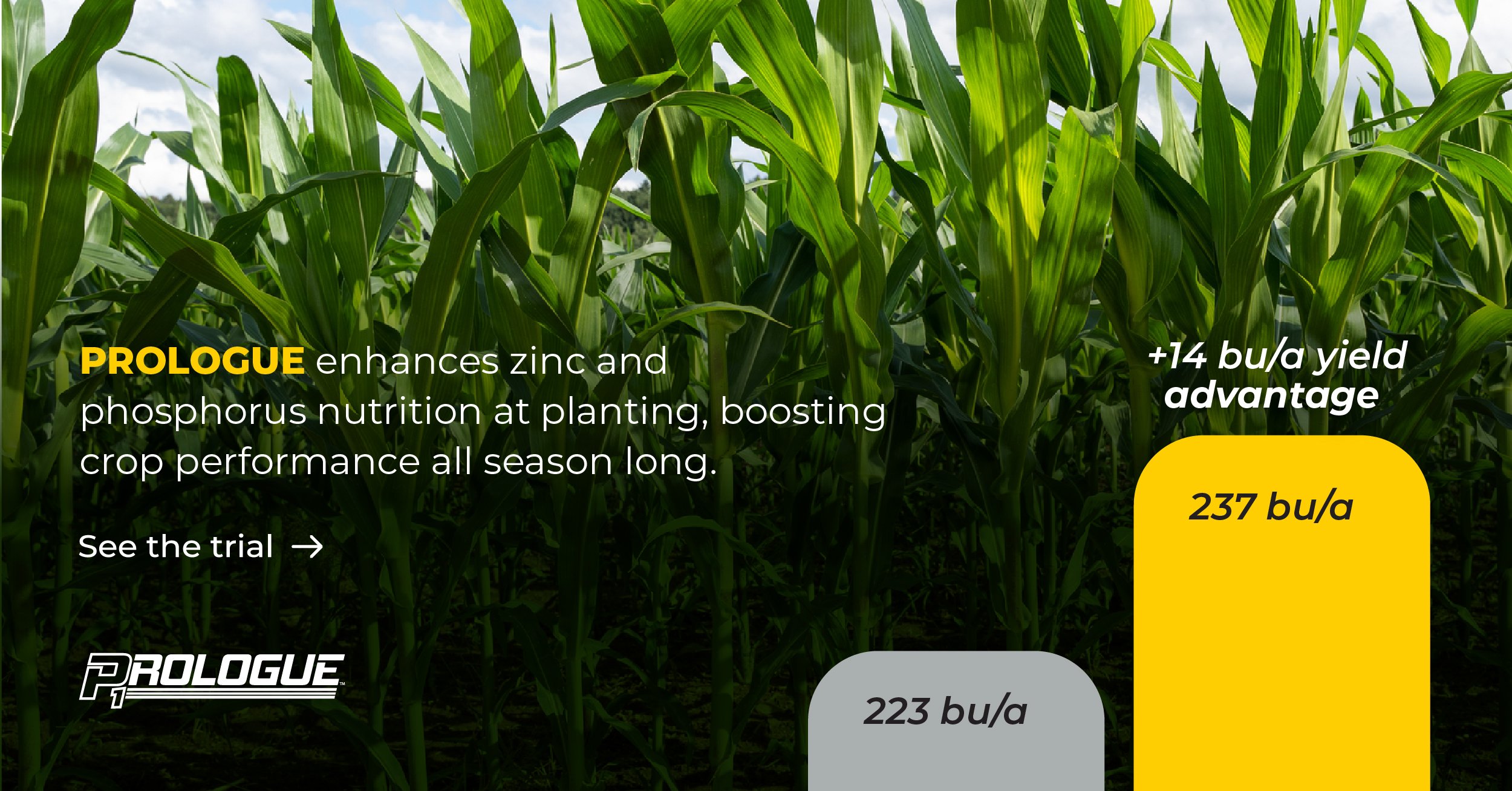 PROLOGUE Applied 2x2 at Planting Yields Excellent Corn Response